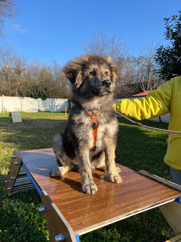 PAUL NEWMAN CUCCIOLO Foto 2
